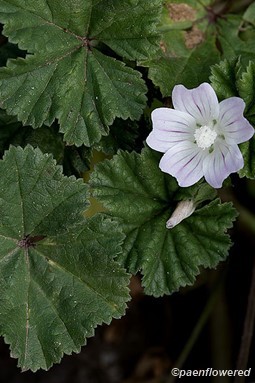 Flower and leaf